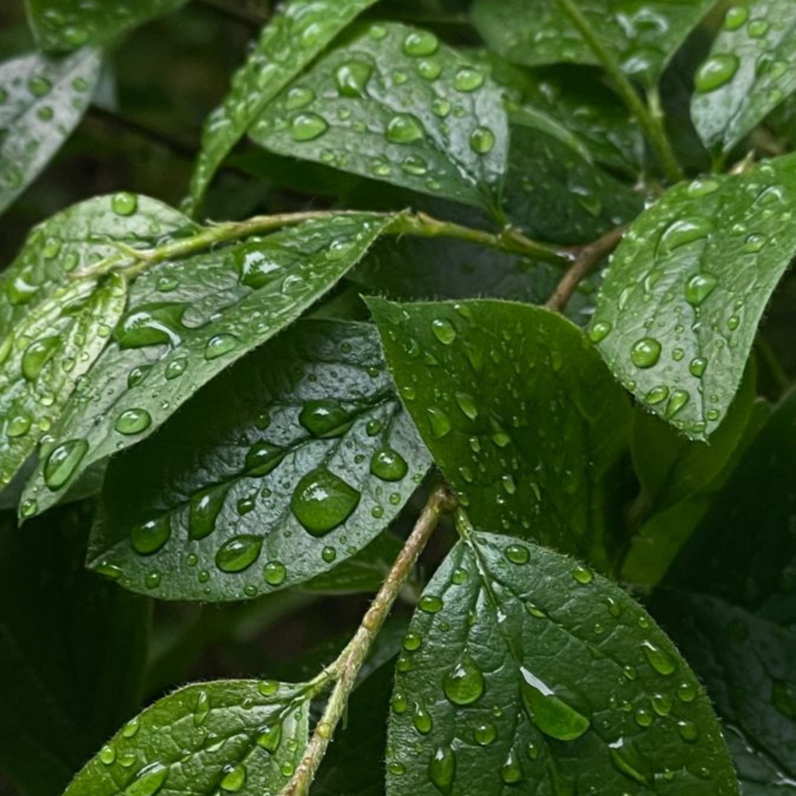 A connection between nature, humans and their homes.