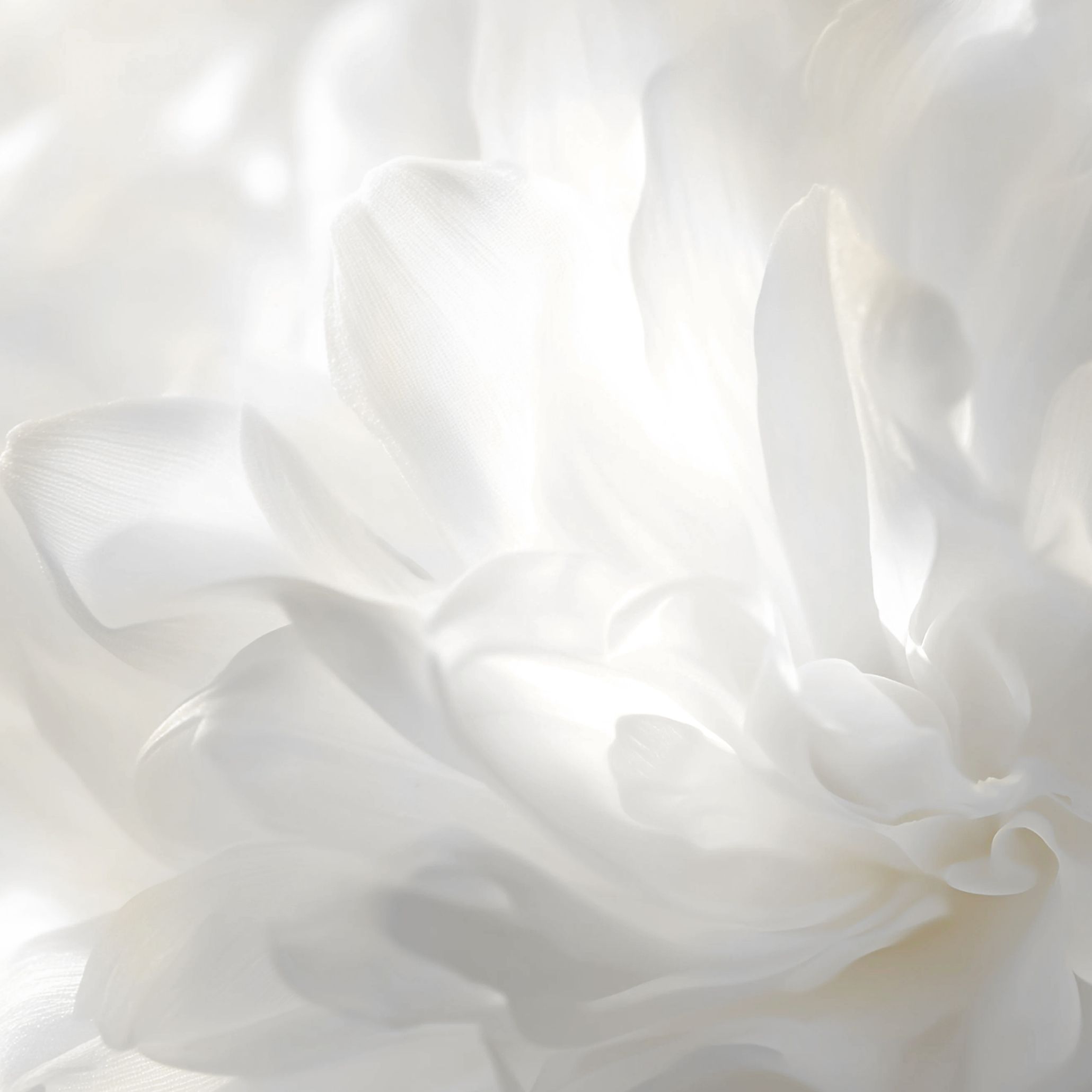 A close-up of delicate white petals, softly layered and gently illuminated, evokes the quiet elegance of Pantone’s Cloud Dancer. The image captures a moment of stillness and purity, inviting reflection and inner calm. Each translucent fold becomes a metaphor for clarity and softness in a world of noise.