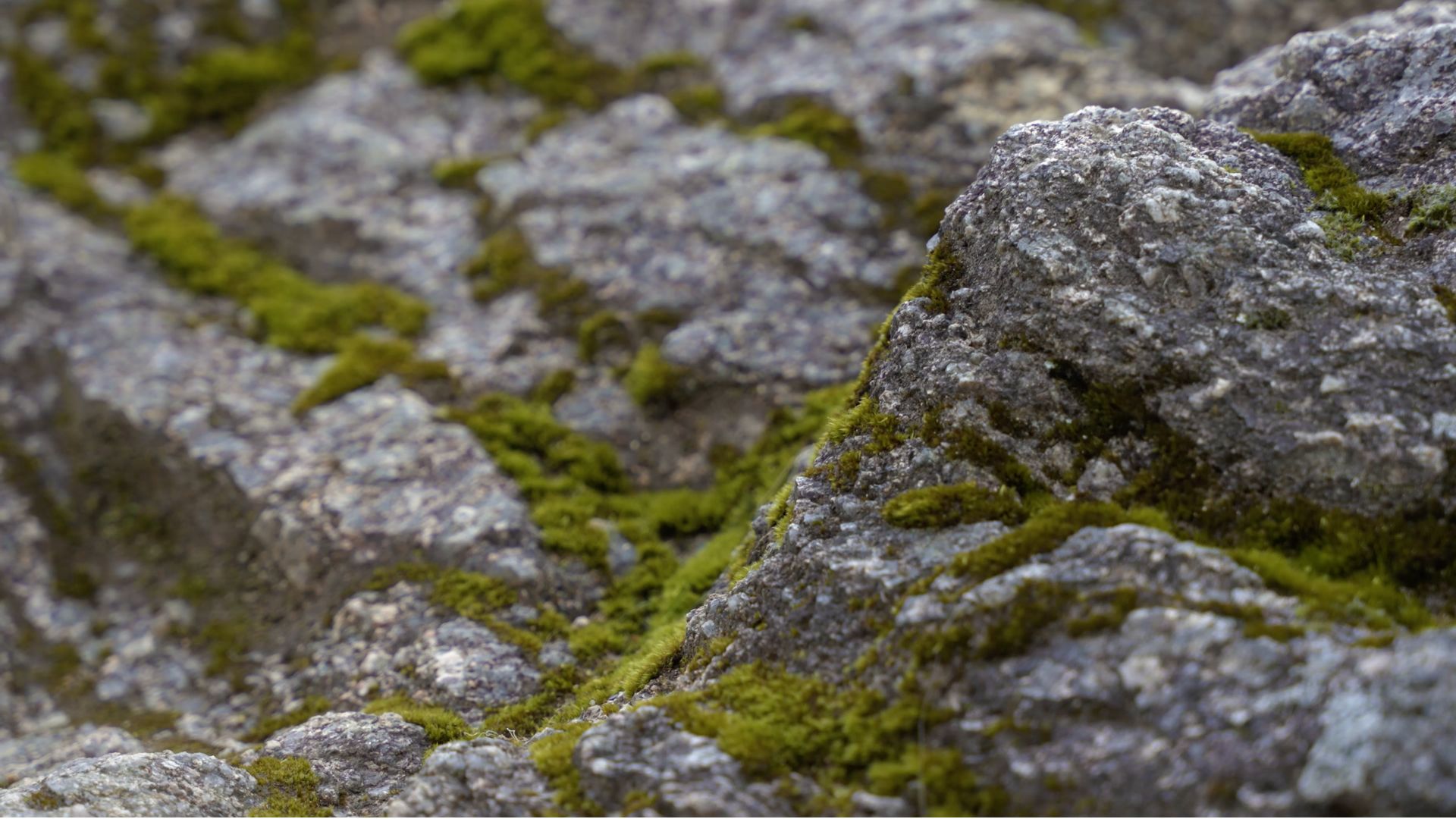 A close-up of rough stone covered with vibrant green moss growing along its crevices, revealing the meeting point between raw mineral surfaces and soft organic life. The contrast in texture highlights the quiet beauty of natural materials, the purity of minimalist design, and the duality and contrast that inspire contemporary interior design inspiration. The image reflects an elemental beginning, where matter transforms and form emerges in its most essential and timeless state.