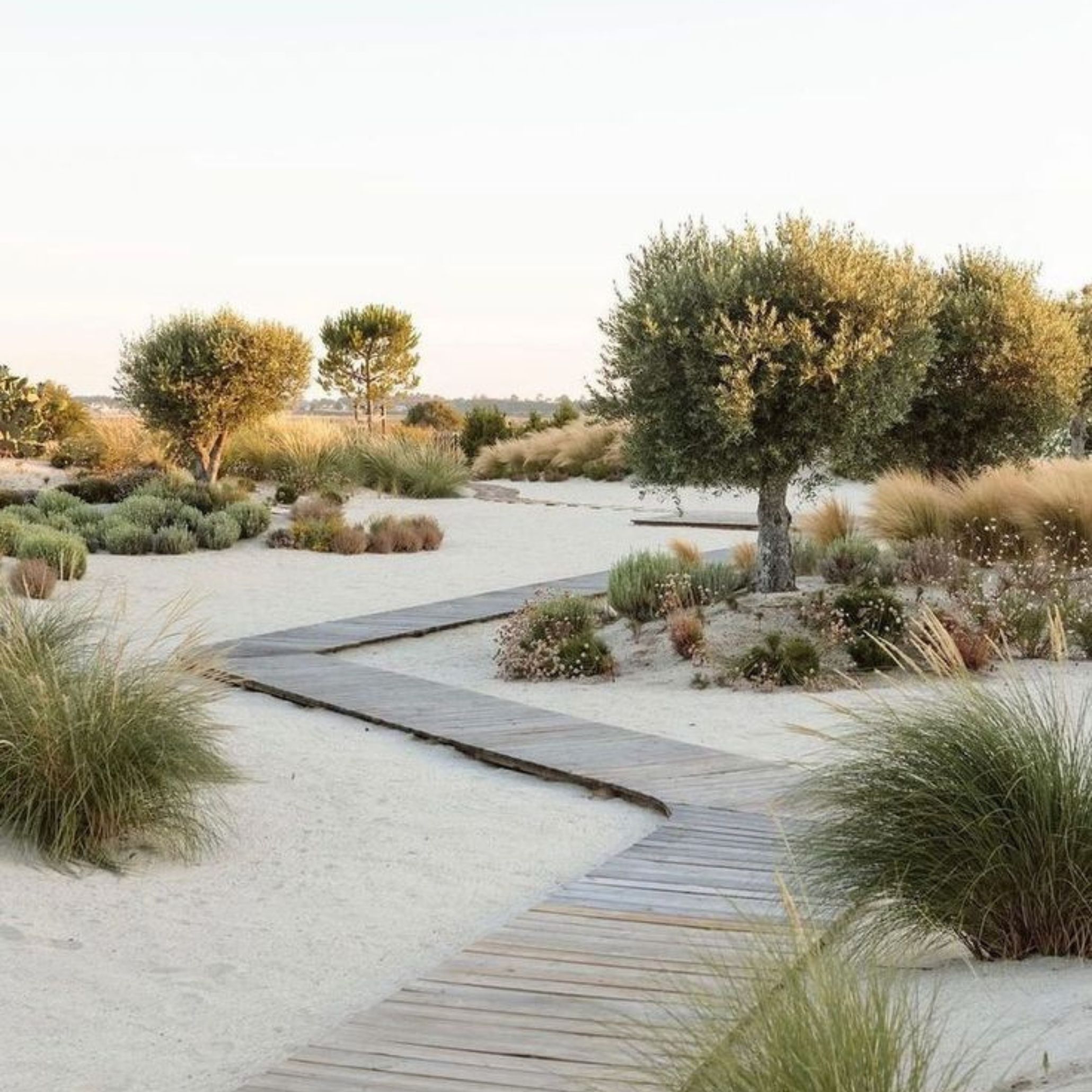 A winding solid wood boardwalk cuts through white sand between olive trees, ornamental grasses and low native shrubs, capturing the natural landscape that directly informs Comporta house decoration. This house goals setting reflects the minimalist design ethos of the region, where the boundary between garden and wilderness is deliberately left undefined, and interior design inspiration draws directly from the textures and tones of the land itself.