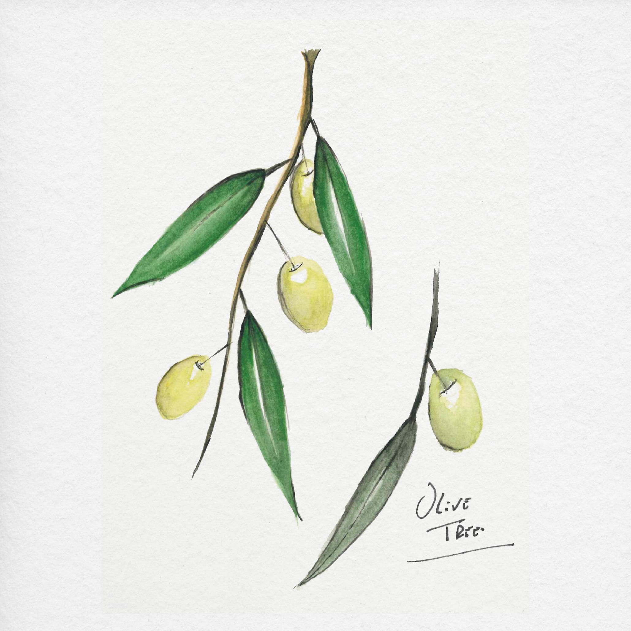Watercolor sketch of an olive tree branch with leaves and fruit, serving as interior design inspiration and organic design details for modern luxury furniture and custom furniture.